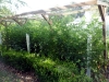 1-jims-tomatoes