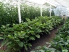 3-jims-grnhse-garden