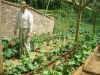 35-jims-vertical-melons-1