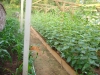 36-jims-vertical-melons-2