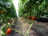 4-jims-grnhse-tomatoes