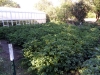 6-jims-grow-box-potatoes