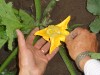 Pollinating-the-zucchini