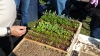 Transplanting Seedlings