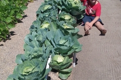 Cabbage-George