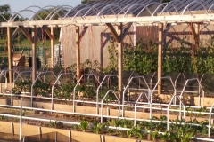 Garden_Shot_(10)