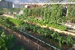 Garden_Shot_(2