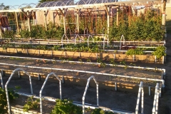 Garden_Shot_(4)