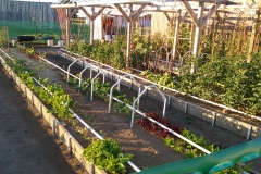 Garden_Shot_(6)