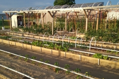Garden_Shot_(7)