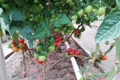 Red_Cherry_Tomatoes_(8)