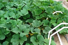 Squash_Box