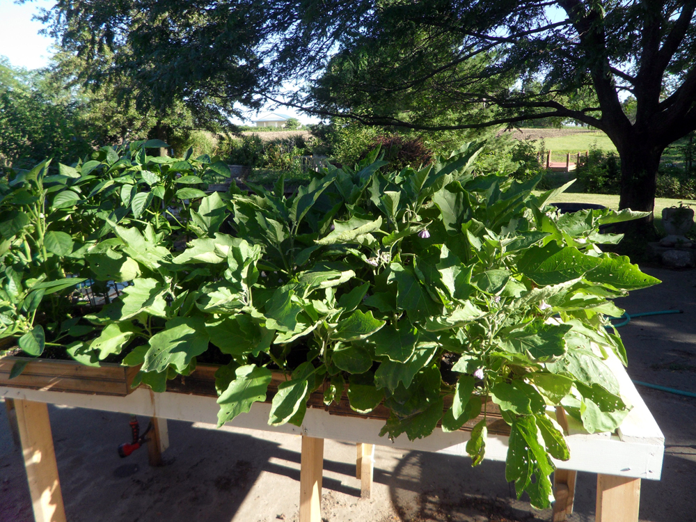 eggplant-seedlings