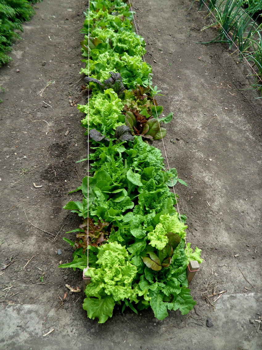 salad-lettuce
