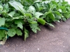 eggplant-needs-pruning