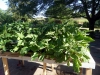 eggplant-seedlings
