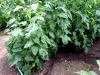 gh-toms-not-pruned