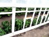 greenhouse-peppers