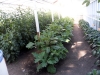 greenhouse