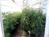 greenhouse2