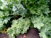 kale-needs-pruning