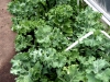 kale-too-thick