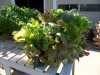 mixed-salad