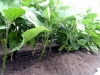 pruned-eggplant