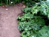 pruning-needed