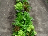 salad-lettuce