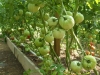 tomatoes-june-14-11-jpg