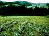 png-manure-compost2