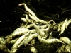 png-manure-compost6