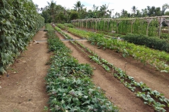 Crops May 2018 2