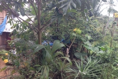 Philippine Jungle