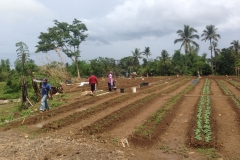 First 100 beds planted