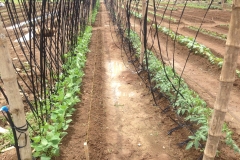 Growing vertically using bamboo T-Frames