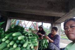 Harvest going on daily in cleaning/storage, cooling building