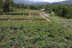 Greatly expanded garden/farm - foreground is vertical plants growing through lattice