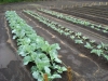 Fertilizer Experiment Cabbage 3