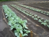Fertilizer Experiment Cabbage 3