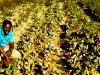 45018h
