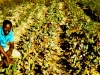 john-manure-compost