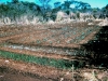 sanders-manure-compost