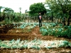 sanders-manure-compost2