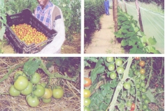 Tomato harvests