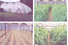 Greenhouse & Tomatoes