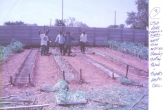 Newly transplanted beds