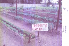 Another Prophet's garden - Prophet counselled "Every family should have a garden