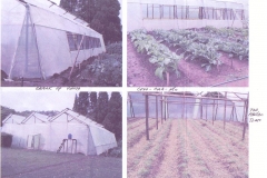 More greenhouse & crop pictures